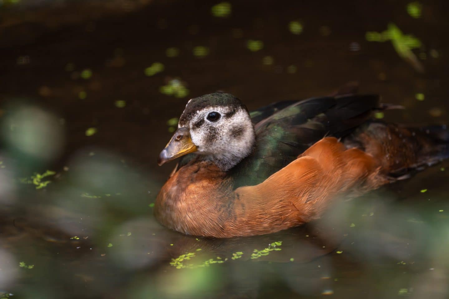 Zwergglanzenten in der Wilhelma: Afrikas kleinste Enten jetzt in Stuttgart zu sehen! KW43a Afrikanische Zwergglanzente weiblich Meierjohann Bild 2