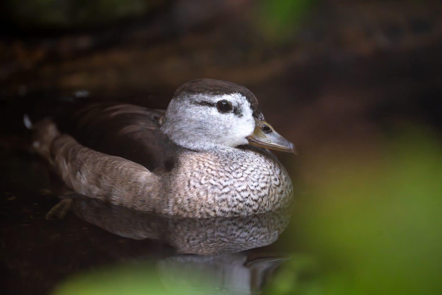 Zwergglanzenten in der Wilhelma: Afrikas kleinste Enten jetzt in Stuttgart zu sehen! KW43a Indische Zwergglanzente maennlich Meierjohann Bild 3 1
