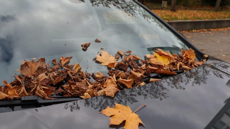 Gefahr durch Herbstlaub: So schützen Sie Ihr Auto vor teuren Schäden und Wassereintritt!