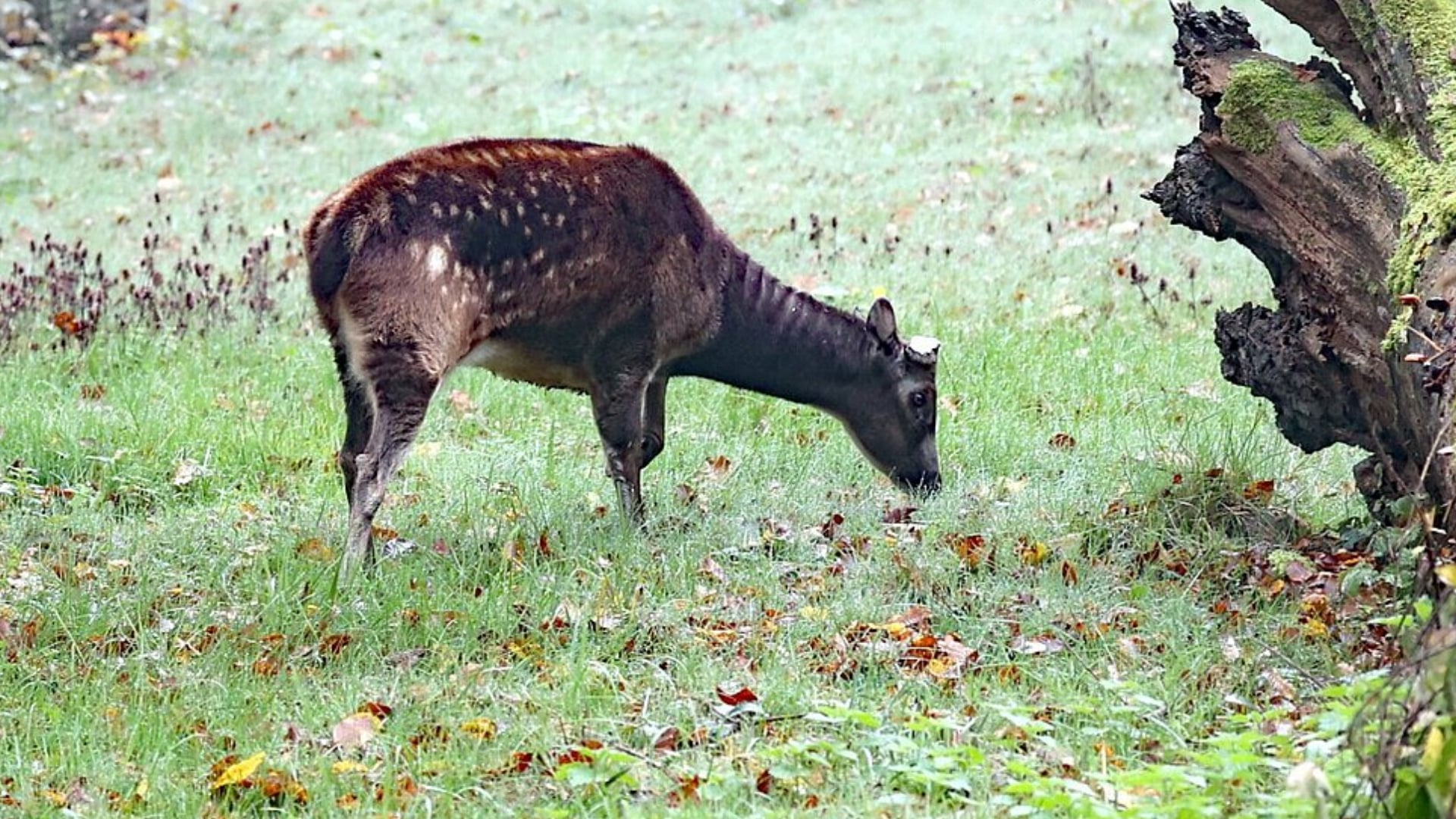 Prinz-Alfred-Hirsche kurz vor dem Aussterben – Rettung im Tierpark Oberwald in Karlsruhe