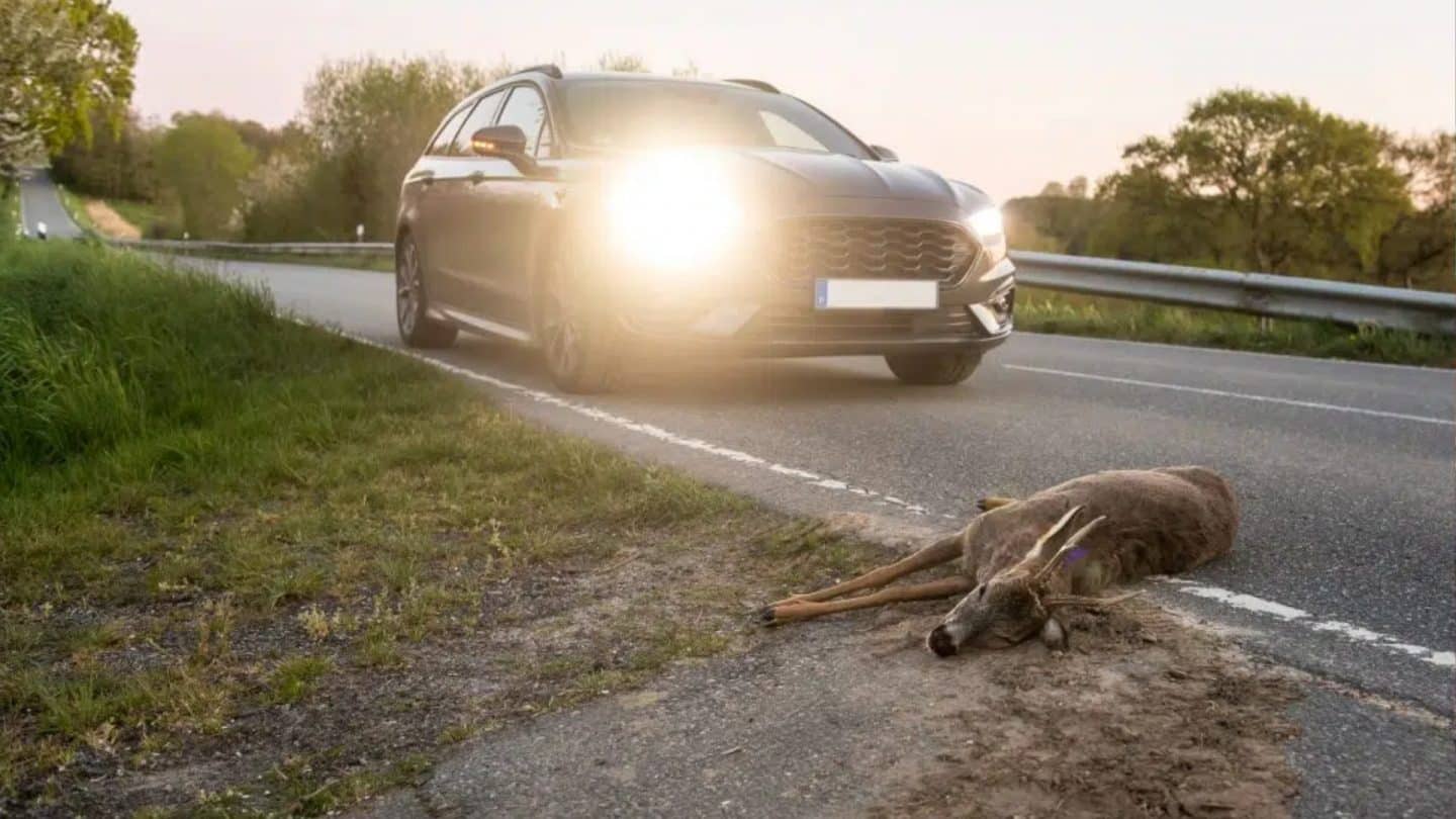 Achtung, Wildwechsel! Zeitumstellung erhöht Unfallrisiko – Über 750 Wildunfälle täglich!