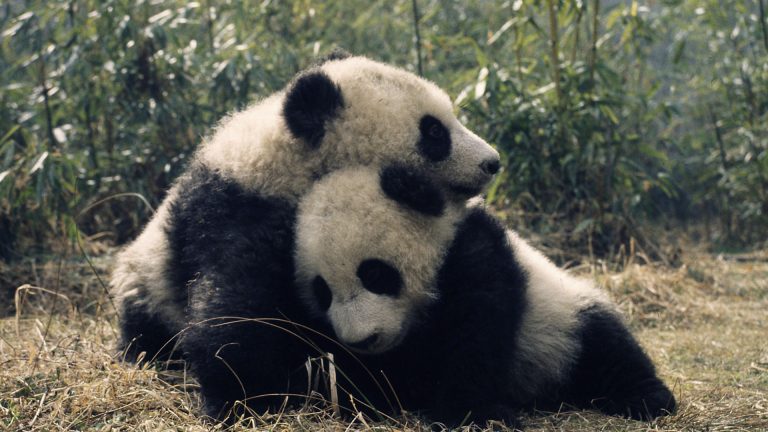 WWF warnt: Wildtierbestände weltweit seit 1970 um 73% drastisch zurückgegangen!