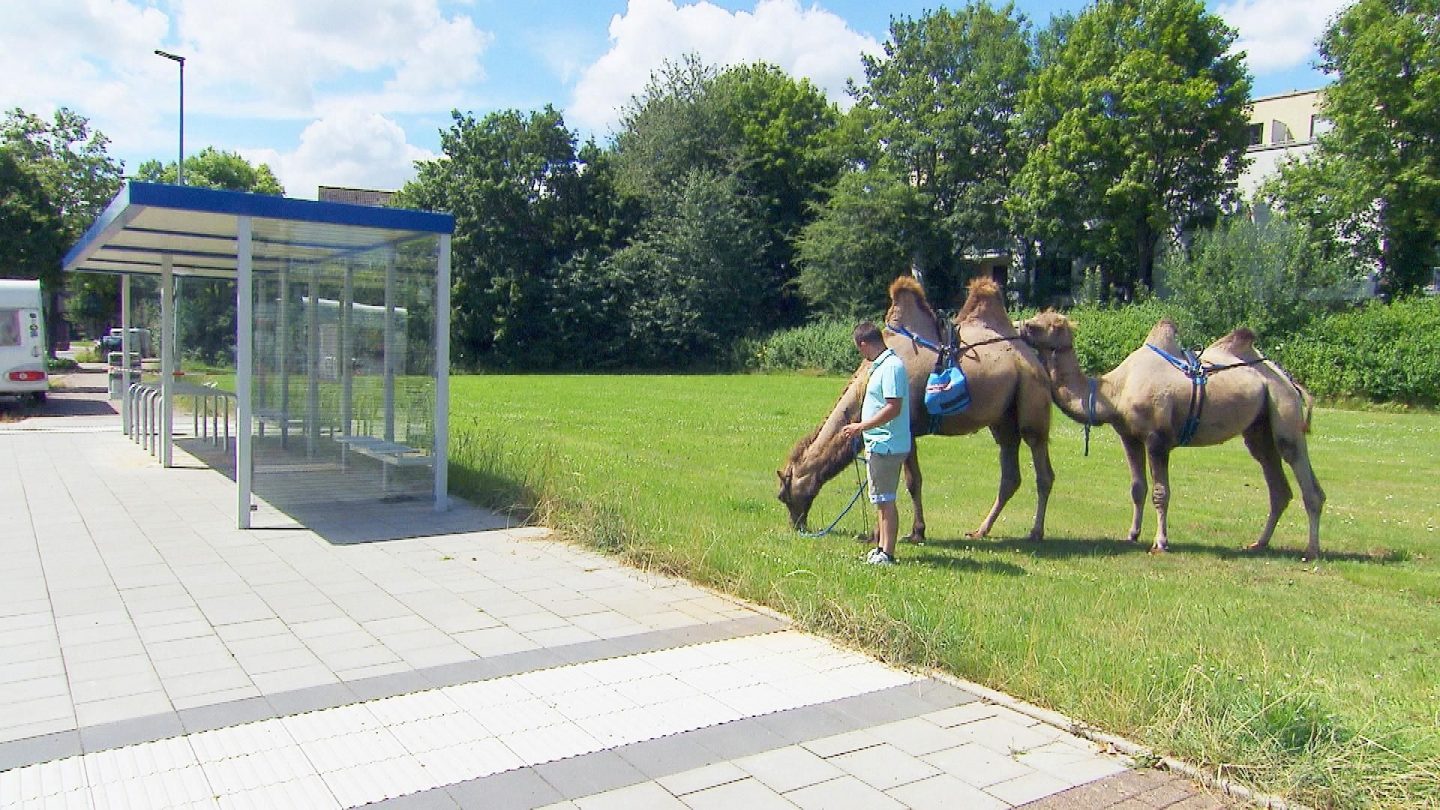 Tierische Premiere bei "Bauer sucht Frau": Kamele, Trecker und große Gefühle! 0261C 1