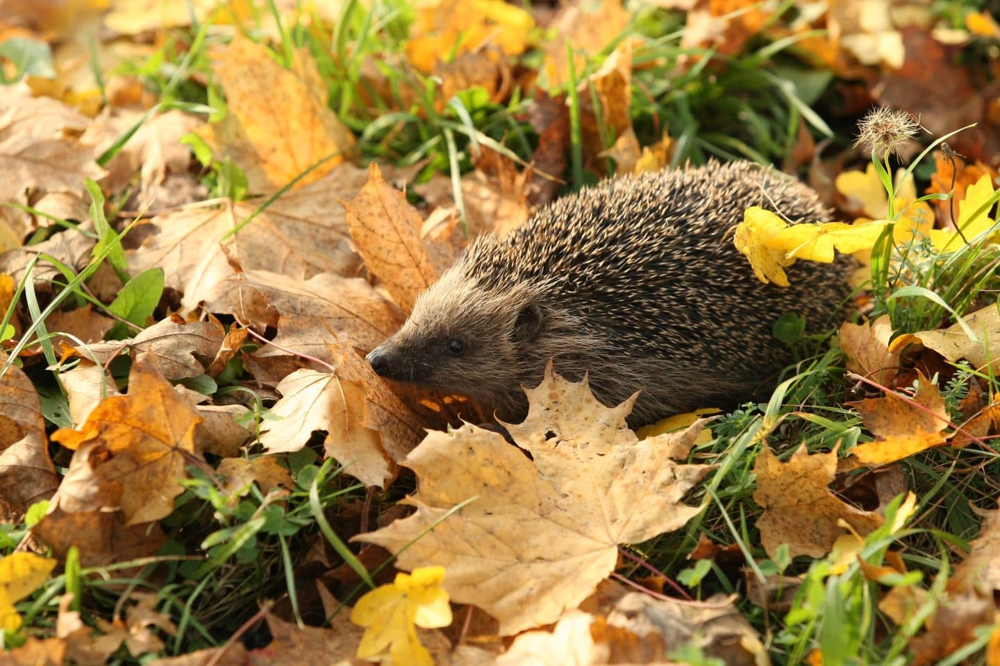 Alarmierend: Westeuropäischer Igel erstmals auf Roter Liste – das können Sie tun!