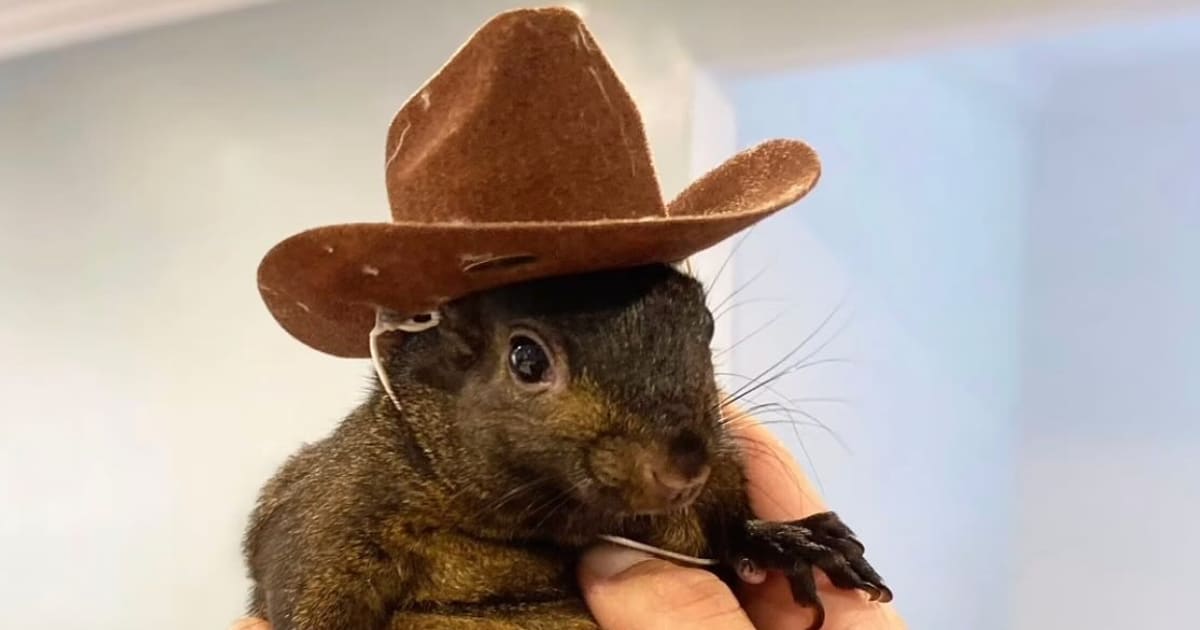 Eichhörnchen-Star Peanut tot: Fans empört – 600.000 Follower trauern um den Social-Media-Star!