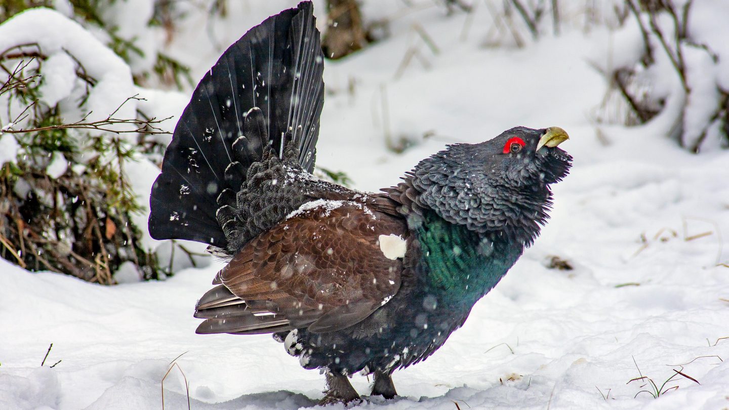 Auerhahn im Schnee