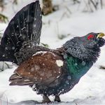 Auerhahn im Schnee