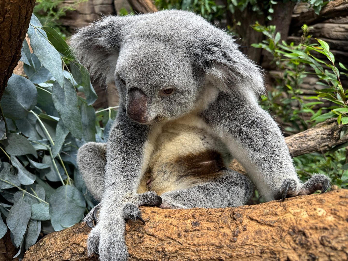 Süßer Koala-Nachwuchs: Stuttgarts erste Baby-Joeys begeistern Besucher!