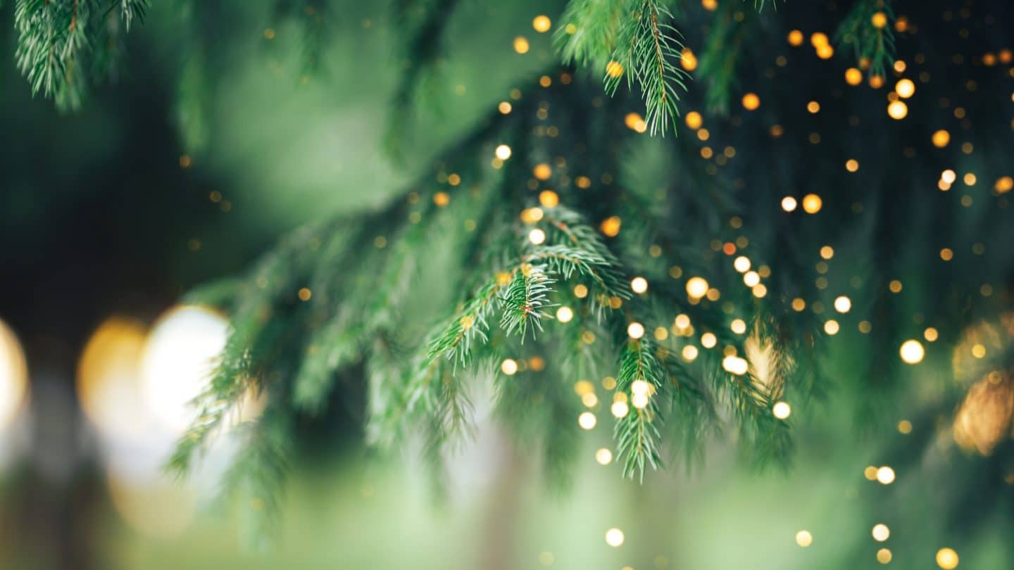 Nachhaltige Weihnachtsbäume: Wie klimafreundlich ist der Klassiker?