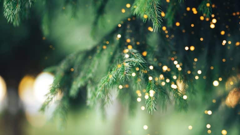 Nachhaltige Weihnachtsbäume: Wie klimafreundlich ist der Klassiker?