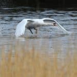 Ein Schwan fliegt knapp über die Wasseroberfläche in einem Feuchtgebiet. Im Hintergrund sind Wassertropfen zu sehen, die von der Bewegung aufgespritzt wurden. Der Schwan hat die Flügel weit ausgebreitet und seinen Hals gestreckt.