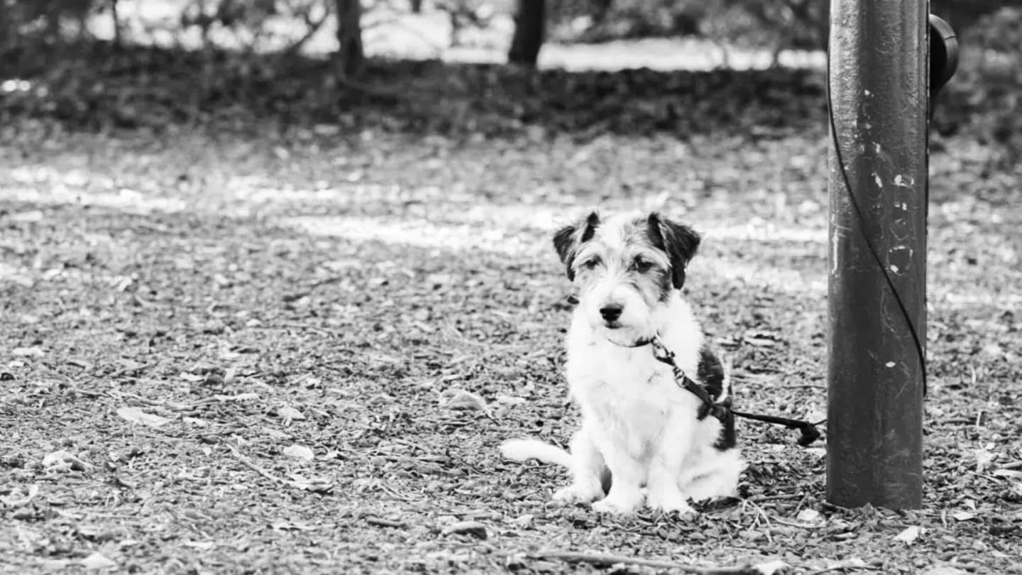 Ein kleiner Hund mit rauhaarigem Fell ist an einem Pfosten angebunden und sitzt alleine auf einem mit Blättern bedeckten Waldboden. Die schwarz-weiße Aufnahme vermittelt eine melancholische Stimmung.