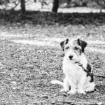 Ein kleiner Hund mit rauhaarigem Fell ist an einem Pfosten angebunden und sitzt alleine auf einem mit Blättern bedeckten Waldboden. Die schwarz-weiße Aufnahme vermittelt eine melancholische Stimmung.