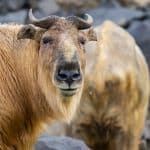 Nahaufnahme eines Takins, eines robusten Paarhufers mit braunem Fell und gebogenen Hörnern. Im Hintergrund ist ein weiterer unscharf abgebildeter Takin zu sehen, umgeben von einer felsigen Landschaft.