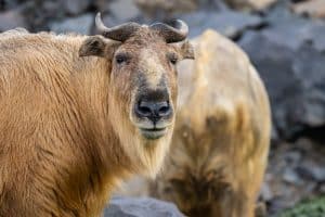 Nahaufnahme eines Takins, eines robusten Paarhufers mit braunem Fell und gebogenen Hörnern. Im Hintergrund ist ein weiterer unscharf abgebildeter Takin zu sehen, umgeben von einer felsigen Landschaft.