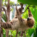 Ein Zweifinger-Faultier hängt entspannt an einem Ast im Amazonienhaus der Wilhelma Stuttgart. Umgeben von üppigem Grün bewegt es sich in gewohnter Zeitlupe durch die tropische Umgebung.