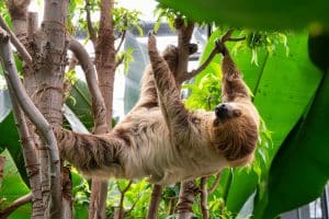 Ein Zweifinger-Faultier hängt entspannt an einem Ast im Amazonienhaus der Wilhelma Stuttgart. Umgeben von üppigem Grün bewegt es sich in gewohnter Zeitlupe durch die tropische Umgebung.
