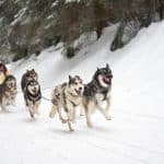 Ein Hundeschlitten-Gespann mit vier Huskys und Musher auf einer verschneiten Waldstrecke.