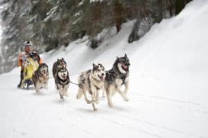 Ein Hundeschlitten-Gespann mit vier Huskys und Musher auf einer verschneiten Waldstrecke.