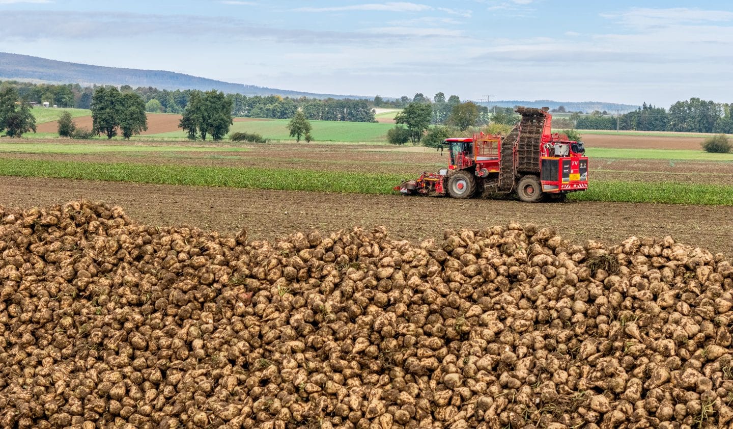 Südzucker unter Druck: Gewinneinbruch – Prognose bleibt stabil 1 Südzucker unter Druck: Gewinneinbruch – Prognose bleibt stabil Zuckerruebenernte 0