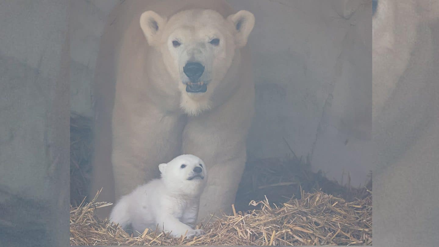 Sooooo süß! Erste Bilder vom Eisbärbaby im Zoo Karlsruhe