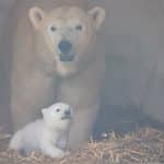 Ein junges Eisbärbaby liegt in einer Halbhöhle auf Stroh und schaut neugierig in die Kamera, während seine Mutter Nuka schützend dahinter steht.