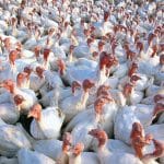 Eine große Gruppe weißer Puten mit roten Köpfen steht dicht gedrängt zusammen. Es handelt sich um Nutzgeflügel, das in einem Stall oder Freigehege gehalten wird.