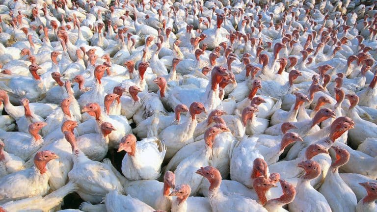 Vogelgrippe in Schwäbisch-Hall: 50.000 Puten betroffen!