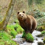 Sie ist die Mutter des berühmten Bruno – Bruno, der erste Bär, der sich 2006, nach mehr als 150 Jahren, wieder in Deutschland blicken ließ und dann tragischerweise erschossen wurde.