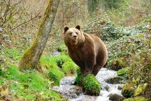 Sie ist die Mutter des berühmten Bruno – Bruno, der erste Bär, der sich 2006, nach mehr als 150 Jahren, wieder in Deutschland blicken ließ und dann tragischerweise erschossen wurde.