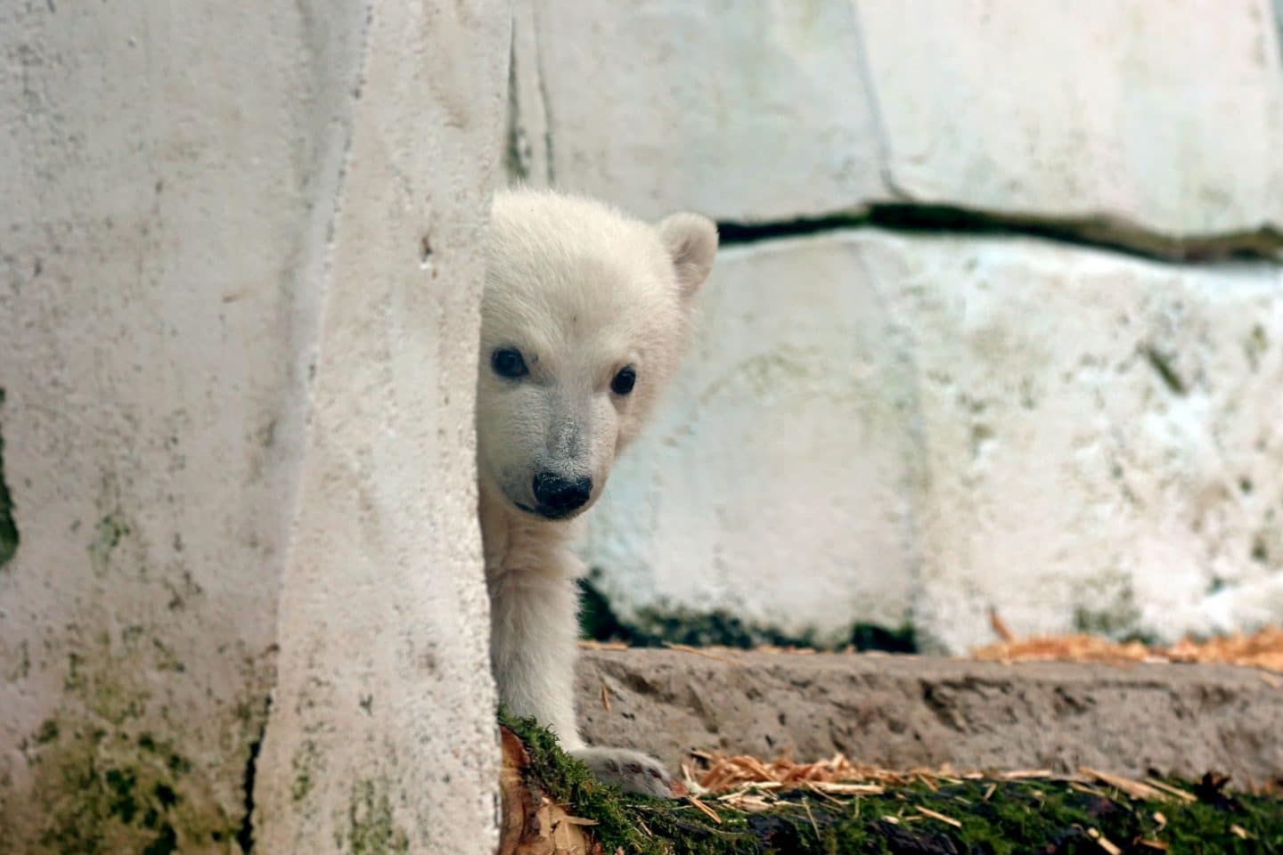 Wie soll er heißen? Zoo Karlsruhe sucht Namen für den kleinen süßen Eisbären!