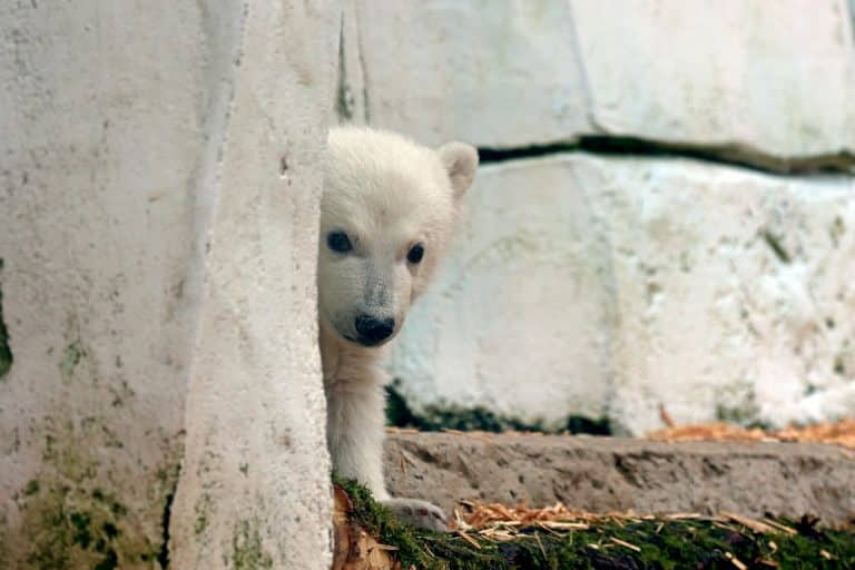 Zoo startet finale Abstimmung: 33.000 Vorschläge – 3 Namen zur Wahl für Karlsruhes Eisbär!