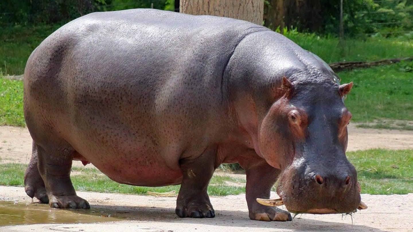 Trauer im Zoo Karlsruhe: Flusspferd Kathy mit 38 Jahren gestorben