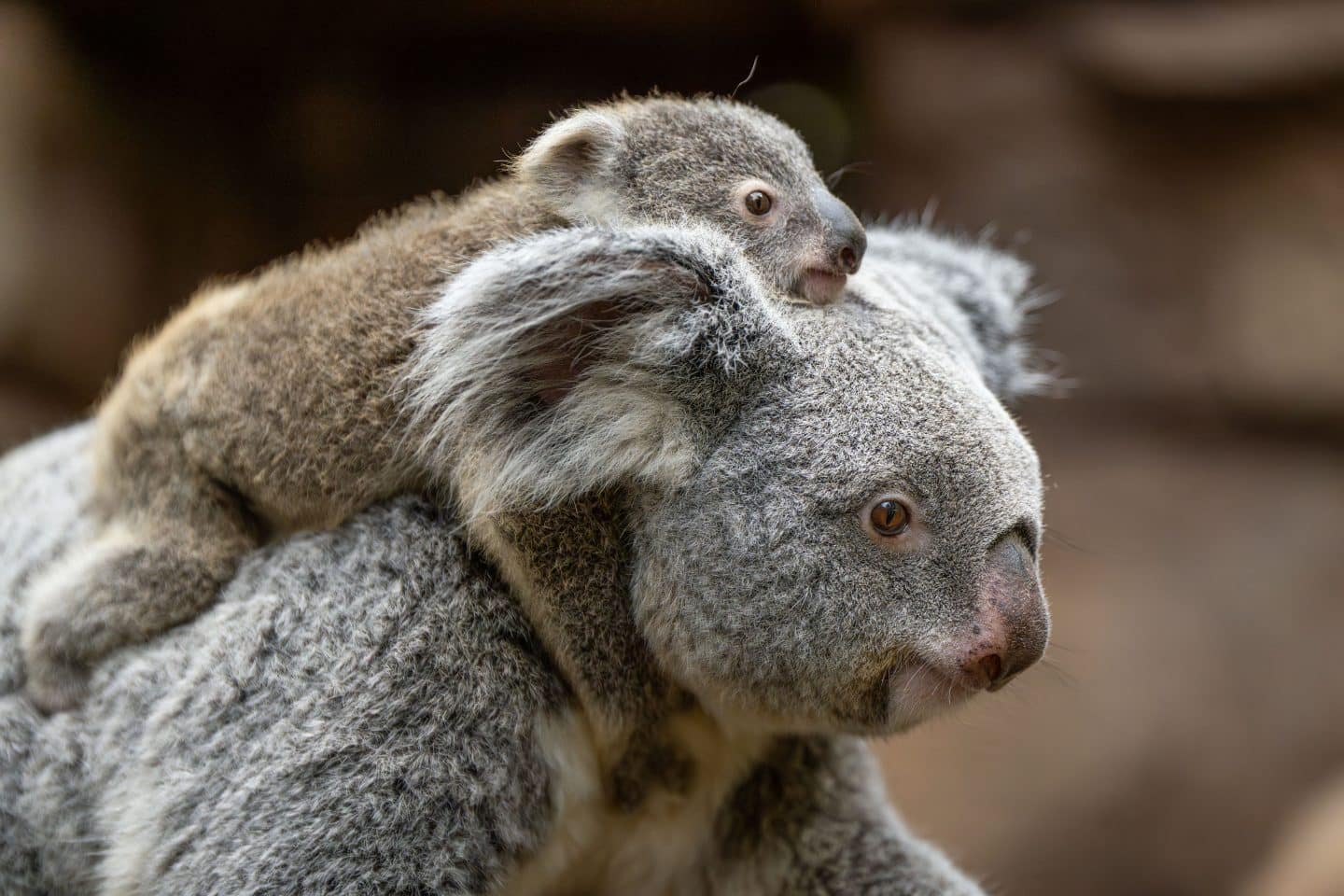 Ohhhh! Wilhelma-Koalas sind ein süßes Pärchen