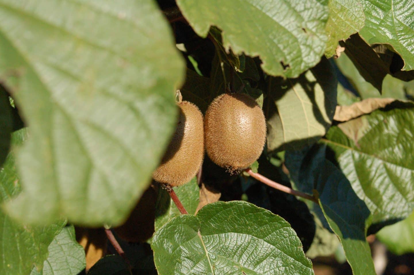 Kiwi-Anbau in Baden-Württemberg? Die Ernte-Zahlen sind erstaunlich!