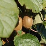Zwei Kiwi wachsen am Strauch