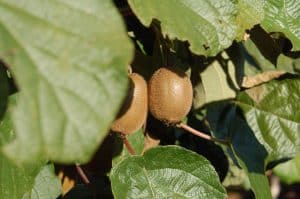 Zwei Kiwi wachsen am Strauch