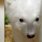 Kopf des kleinen, süßen Eisbären mit seinem weißen Fell, der uns mit großen Augen treuherzig anschaut. Auffallend ein kleiner orangefarbener Punkt unterm rechten Auge
