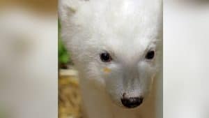 Kopf des kleinen, süßen Eisbären mit seinem weißen Fell, der uns mit großen Augen treuherzig anschaut. Auffallend ein kleiner orangefarbener Punkt unterm rechten Auge