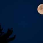 Vollmond mit zweigen vorne links.