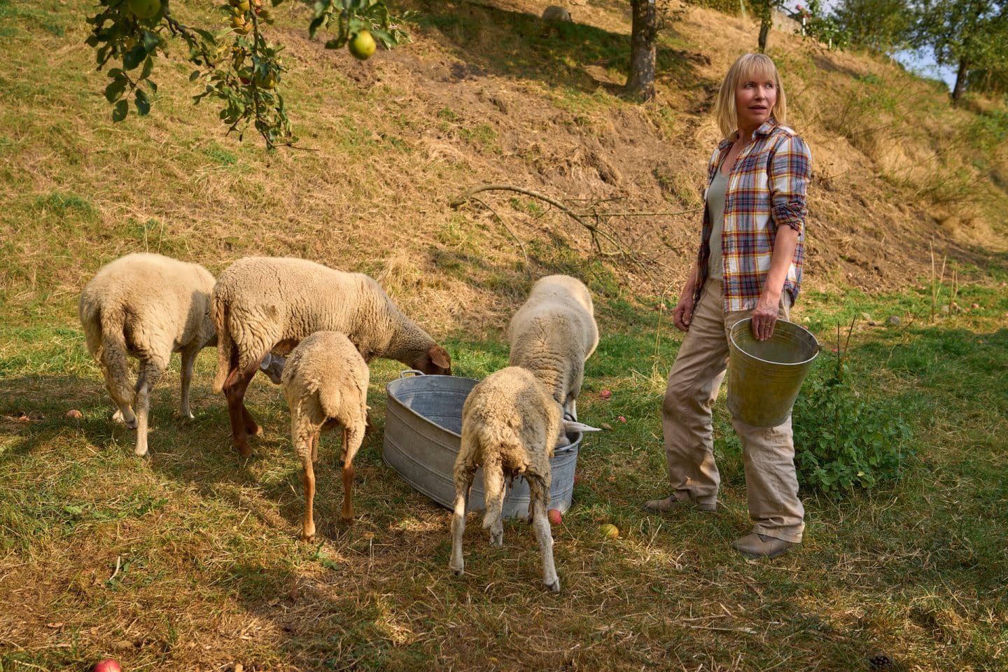 "Zimmer im Grünen - Herzenswege": Frieda (Therese Hämer) steht mit einem Eimer in der Hand bei ihren Schafen, die alle um einen großen Trog herumstehen. Die Schafsweide befindet sich auf einem Hang mit Apfelbäumen.

