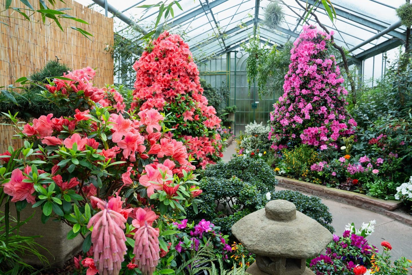 Blütenpracht in der Wilhelma: Jetzt blühen die Azaleen!
