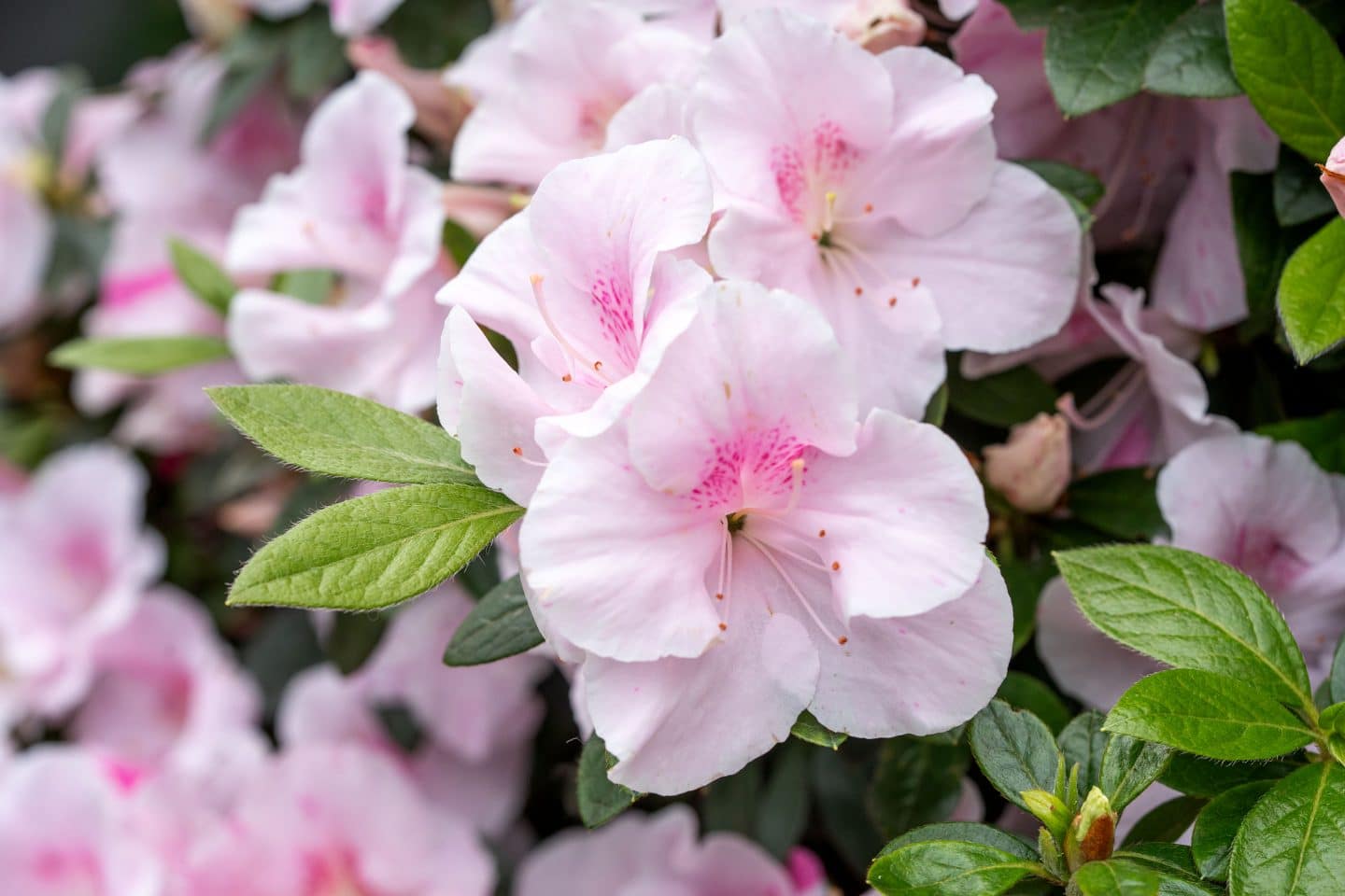 Blütenpracht in der Wilhelma: Jetzt blühen die Azaleen! 1 Blütenpracht in der Wilhelma: Jetzt blühen die Azaleen! KW12b Azaleenbluete 3