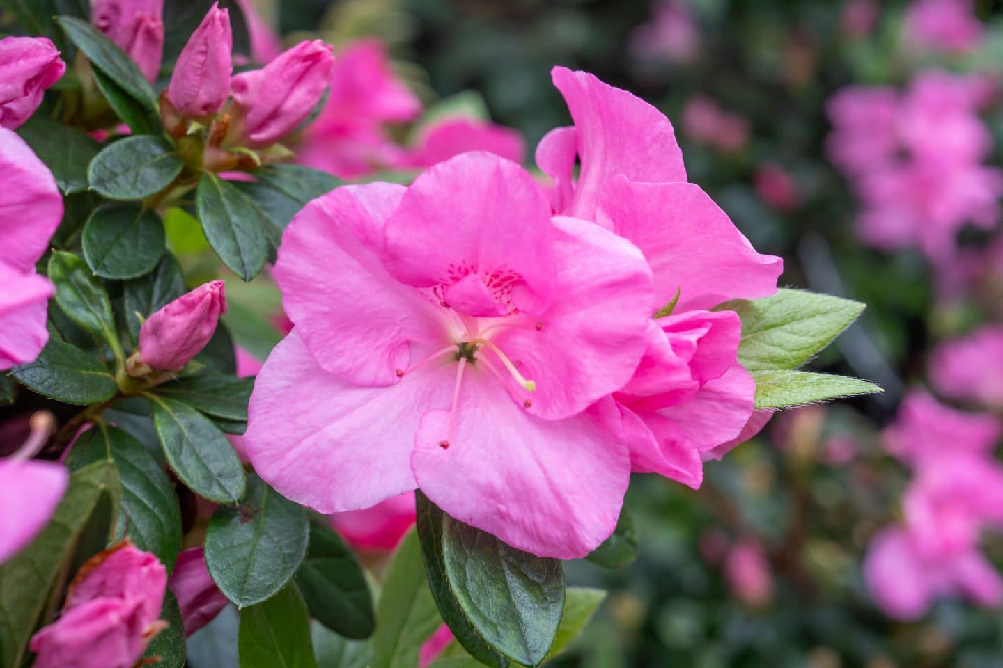 Blütenpracht in der Wilhelma: Jetzt blühen die Azaleen! 2 Blütenpracht in der Wilhelma: Jetzt blühen die Azaleen! KW12b Azaleenbluete 4