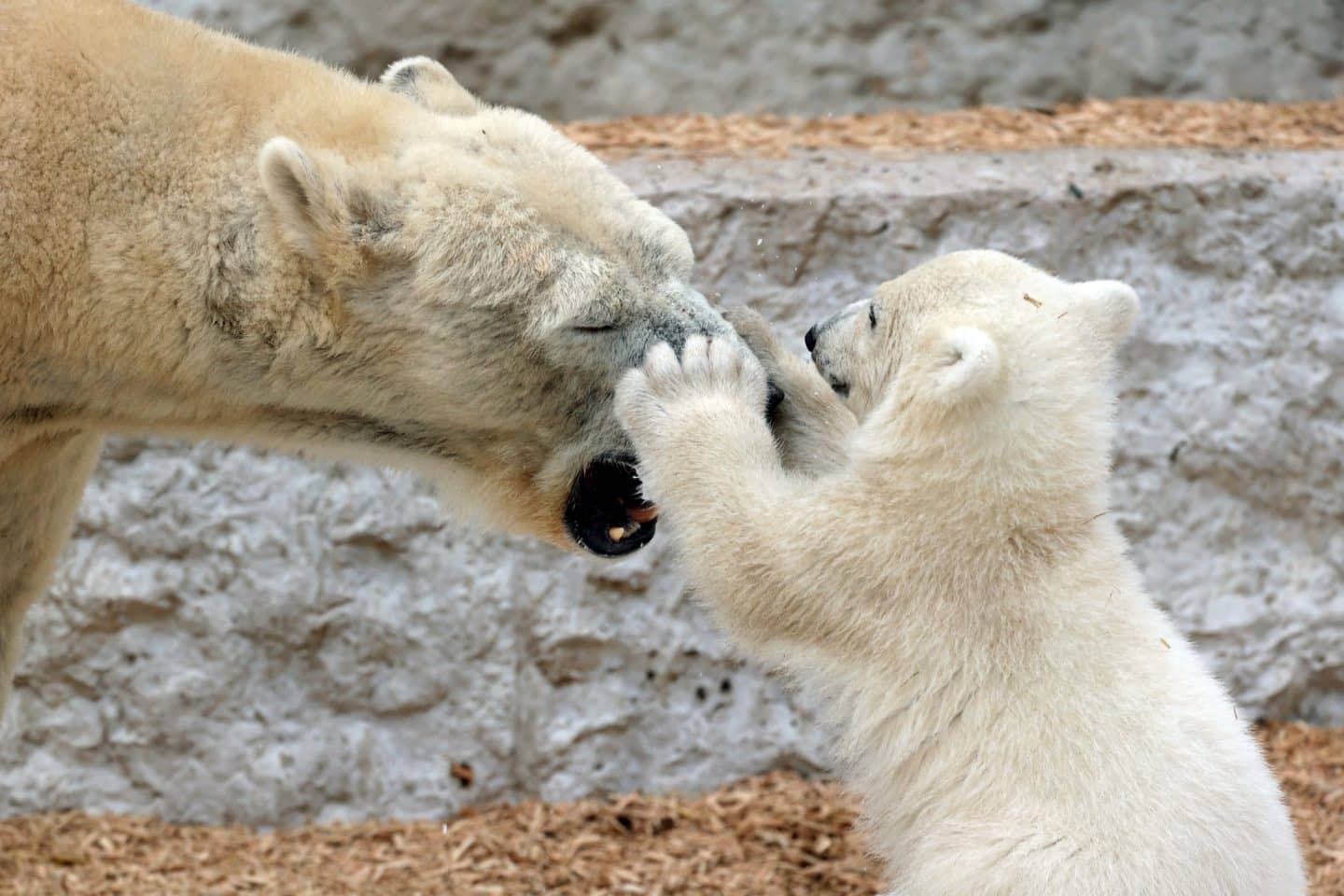 Süßes Geheimnis gelüftet! Karlsruhes Mini-Eisbär heißt Mika & begeistert die Besucher