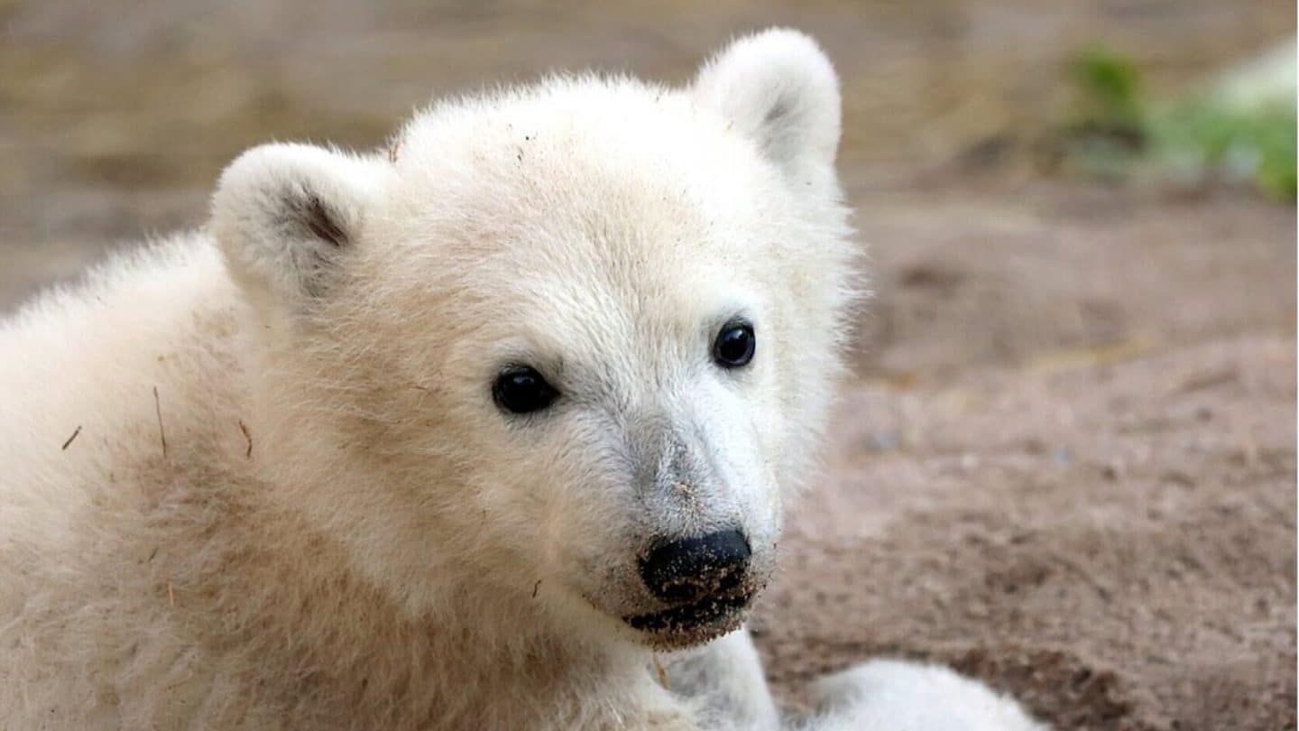 Kleiner Eisbär im Karlsruher Zoo: Besucher dürfen ab Mittwoch zu ihm – mit Wartezeit
