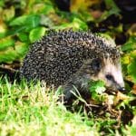 Igel auf Nahrungssuche