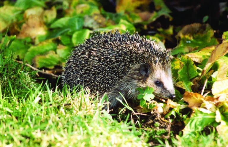 Zu früh erwacht: Warum Igel jetzt in Not geraten & wie jeder helfen kann