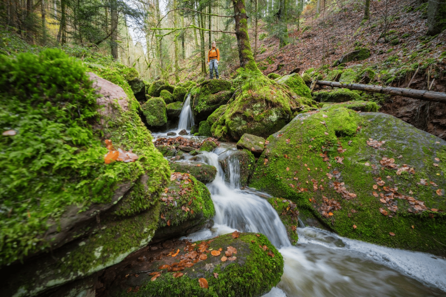 Deutschlands schönster Wanderweg 2025: Baden-Württemberg dominiert – 8 Routen im Rennen! image 3