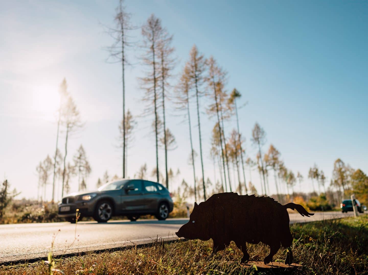 Achtung, Autofahrer! Zeitumstellung erhöht Gefahr durch Wild auf der Straße